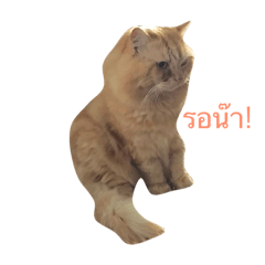 fluffy big cat