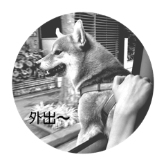 taro_20250422144435