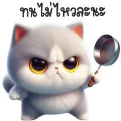 Cute white-faced gray cat