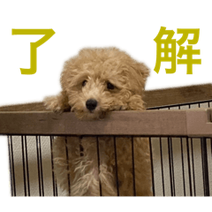 sho_20250422181241