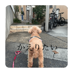 ringo_20250422191049