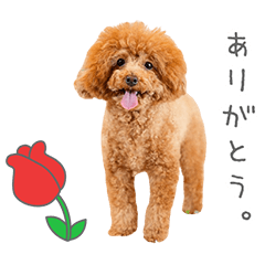 StampNo:5243
