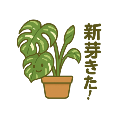 観葉植物の日常