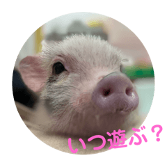 Pig's Heartwarming stamp