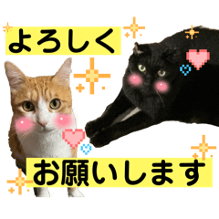 くろねこの可愛い使えるスタンプ
