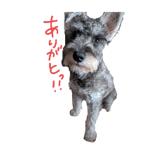 gomama_20250422224324