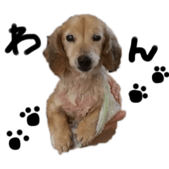 lovely_dog_Hayato