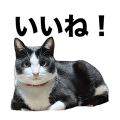hachi_20250422231955