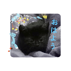 幸福的浪浪