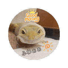 Our cute reptiles