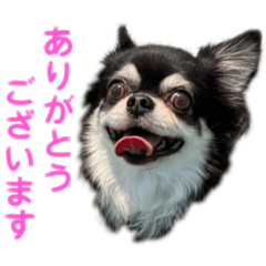 チワワのMintくん