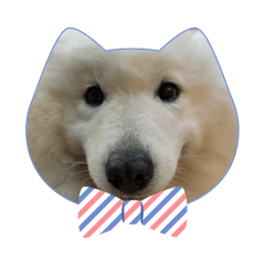 CAT SMILE_20250420115415