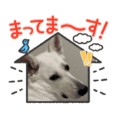 white dog_20250423031956