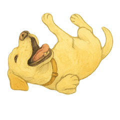 Labrador is coming