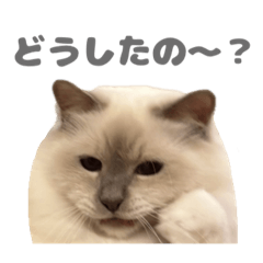 Tonton_20250423001735