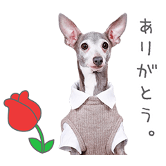 StampNo:5256