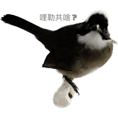 四隻快樂鳥日子