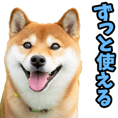 ずっと使える☆柴犬