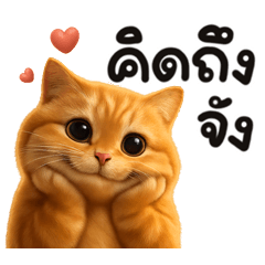 Somsom meow  so cute