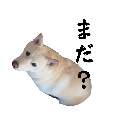 mochi_20250423152716