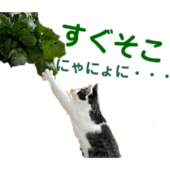 tomo_20250423164256