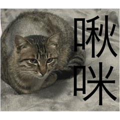 呀呼很皮欸