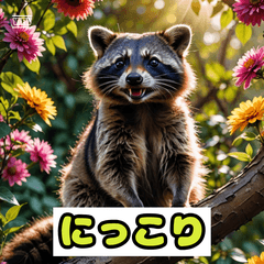 Chill Raccoon