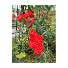 可愛花園