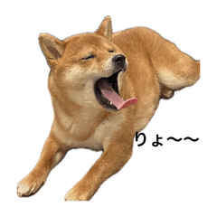 s_shiba