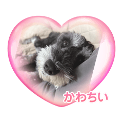 choco_20250423195230