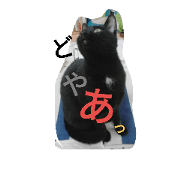 utinoneko2015_N1