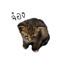marsandsu