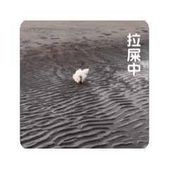 阿張ㄩ阿糖