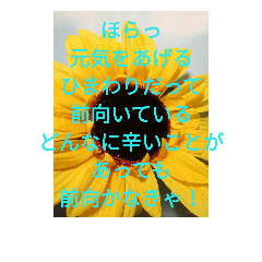 preserved flowers