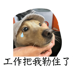 五郎工作傷害了我