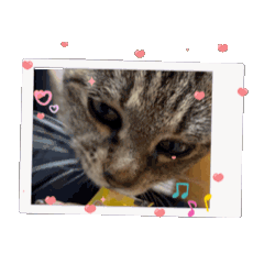 neko_20250423225757