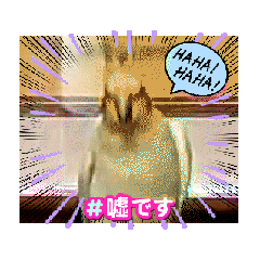 うちのオカメインコ*一部始終