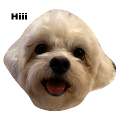 Lin Lin the Maltipoo