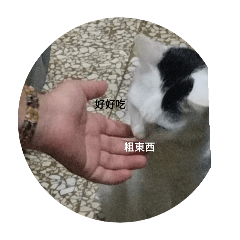 可愛呆貓2