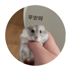 可愛鼠貓們
