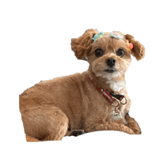 Chatham_20250422213809