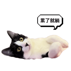賓士貓貓日常