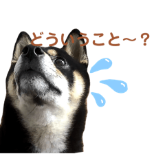 Lily_20250424013235
