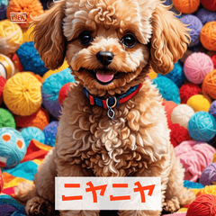 Moody Toy Poodle