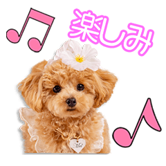 My beloved Meru Iwatani