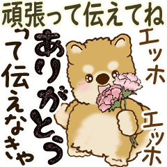 Moving Shiba-inu (Tell me)