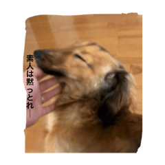 J_20250424073213