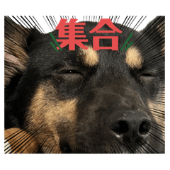 ayu_20250424075101