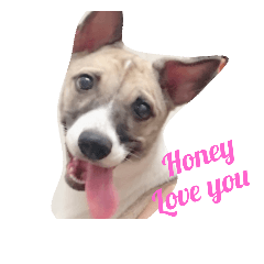 Honey ---a lovely Mix dog
