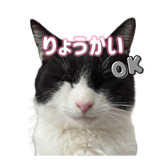 RINGO_20250424101340